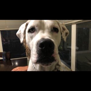 Meet your Posher, Chase